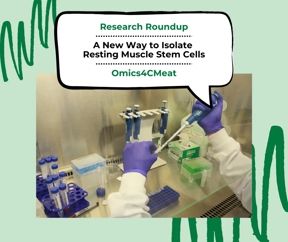 Isolate Resting Muscle Stem Cells